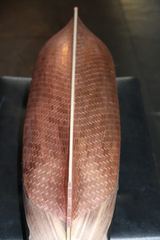 The hull fully coppered