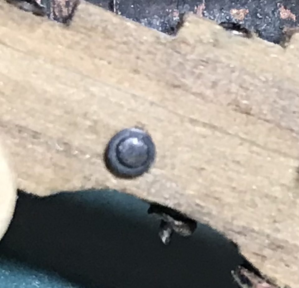 A filed pin head as a washer behind a bolt in the cheek: a small flat disc round the bolt.