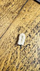 The first successful roll